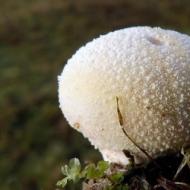 Puffball gomba: fajok jellemzői és gyógyászati ​​tulajdonságai Óriás golovach - előnyös tulajdonságok