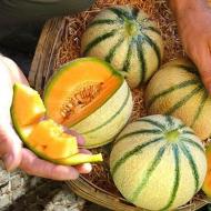 Welche Vorteile hat Melone für den Körper einer Frau?