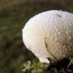 Ciuperci pufball: caracteristici ale speciilor și proprietăți medicinale Golovach gigant - proprietăți benefice