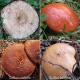 Unde cresc ciupercile boletus: descrierea soiurilor