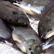 Sea and river fish, benefits and harm
