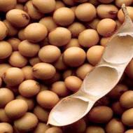 Soia: produsele din soia, cât de utile și periculoase
