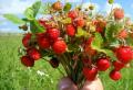 So bereiten Sie Erdbeermarmelade zu: Schritt-für-Schritt-Fotos
