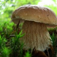 Mushrooms: chemical composition, beneficial properties and harm