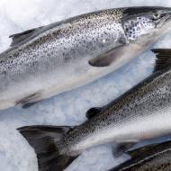 خصائص مفيدة ومحتوى السعرات الحرارية من سمك السلمون