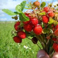 Kuidas teha maasikamoosi: samm-sammult fotod