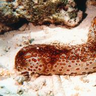 Sea cucumber - what it is and what it looks like, types and beneficial properties, recipes with photos