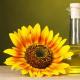 Sunflower oil benefits and harms