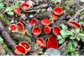 Їстівні гриби.  Гриб помаранчевий.  Як відрізнити їстівні гриби від отруйних Відмінності отруйних та їстівних грибів