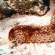 Морска краставица - какво е и как изглежда, видове и полезни свойства, рецепти със снимки